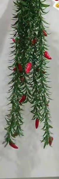 شمشاد میوه ای