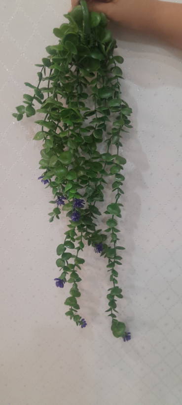 شمشاد گلدار