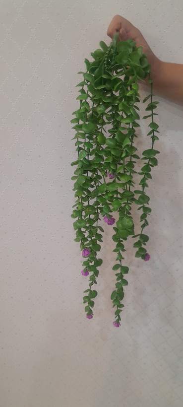 شمشاد گلدار