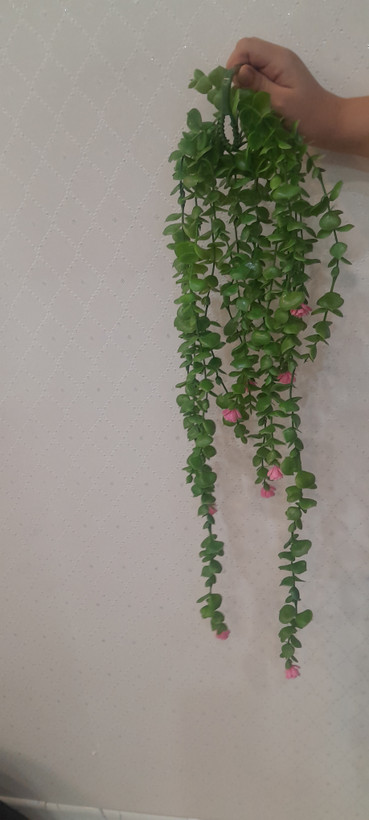 شمشاد گلدار